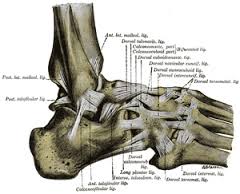 foot ligaments.jpg