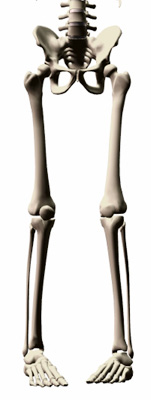 skeleton-in-toeing.jpg