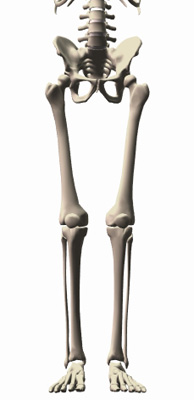 skeleton-leg-alignment.jpg