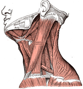 neck muscles.jpg